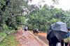 Heavy rain uproots massive tree, disrupts traffic on Mani–Mysuru Road